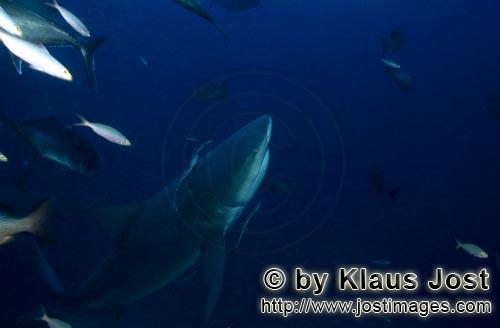 Bullenhai/Carcharhinus leucas        Bullenhai im Aufstieg        Der Stierhai oder gemeine Grund