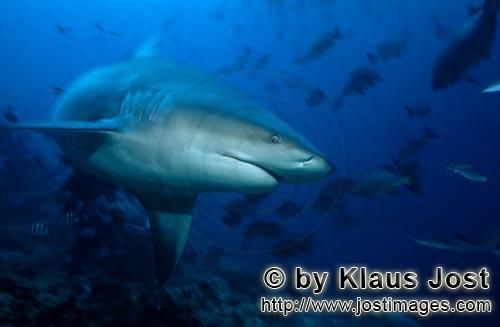 Bullenhai/Bull Shark/Carcharhinus leucas        Bullenhai biegt ab        Der Stierhai oder gemei