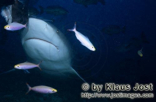 Bullenhai/Carcharhinus leucas        Bullenhai mit Fuesilieren        Der Stierhai oder gemeine G