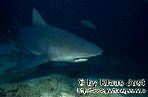 Bullenhai/Carcharhinus leucas        Bullenhai durchstreift das Riff        Der Stierhai oder gem