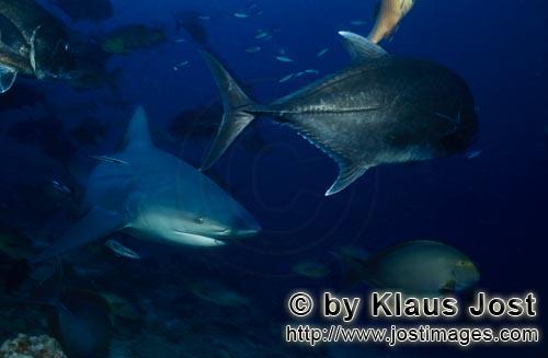 Bullenhai/Carcharhinus leucas        Bullenhai mit Dickkopf-Makrele und Doktorfisch        Der St