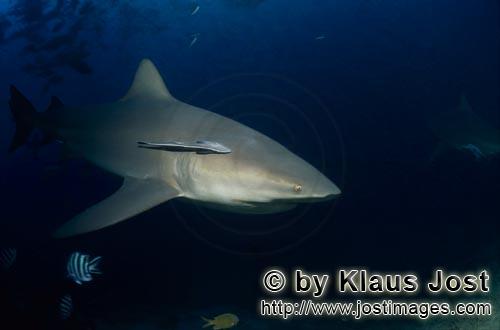 Bullenhai/Carcharhinus leucas        Zielgerichteter Bullenhai am Shark Reef        Der Stierhai 