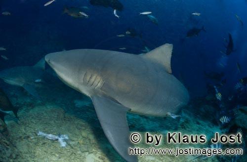 Bullenhai/Carcharhinus leucas        Bullenhai ändert die Richtung        Der Stierhai oder geme