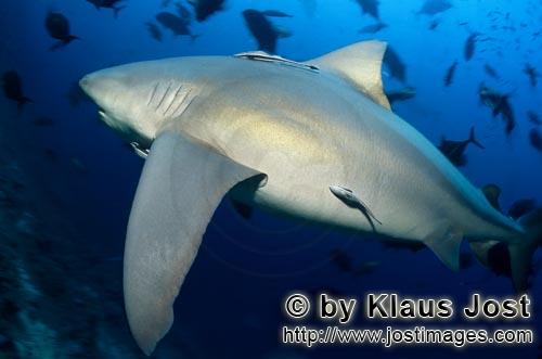 Bullenhai/Carcharhinus leucas        Mächtiger Bullenhai am Riff        Der Stierhai oder gemein