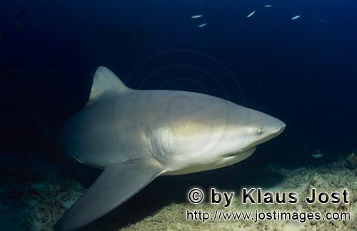 Bullenhai/Carcharhinus leucas        Bullenhai auf Erkundung am Riff        Der Stierhai oder gem