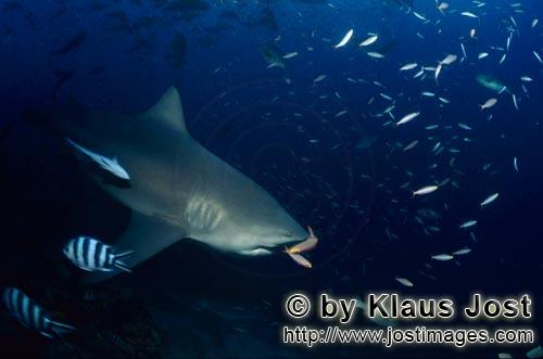 Bullenhai/Carcharhinus leucas        Zwei Füsiliere direkt vor dem Bullenhai Maul        Der Sti