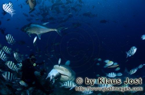 Bullenhai/Bull Shark/Carcharhinus leucas        Bullenhai mit Köderfisch        Der Stierhai ode