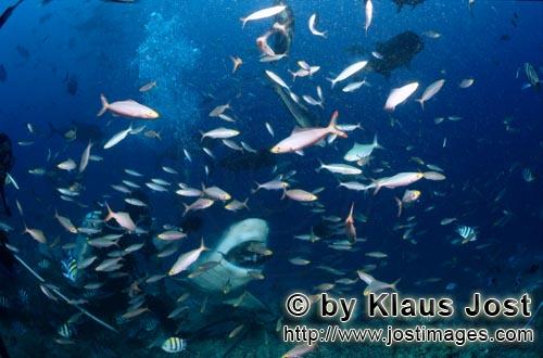 Bullenhai/Bull Shark/Carcharhinus leucas        Bullenhai mit Fischköder        Der Stierhai ode