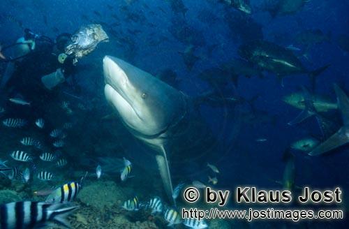 Bullenhai/Bull Shark/Carcharhinus leucas        Bullenhai´dicht am Fischköder        Der Stierh
