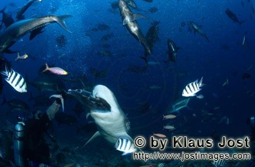 Bullenhai/Bull Shark/Carcharhinus leucas        Weit öffnet der Bullenhai sein Maul für den Köder