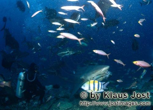 Bullenhai/Bull Shark/Carcharhinus leucas        Bullenhai verschwindet mit dem Fischköder         D