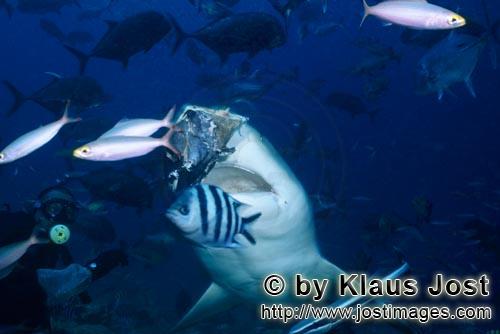 Bullenhai/Bull Shark/Carcharhinus leucas        Bullenhai schnappt nach dem Fischkopf        Der 
