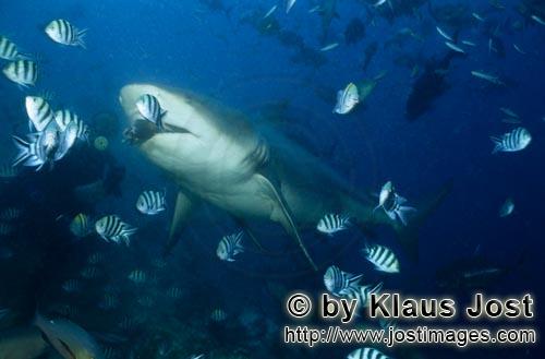 Bullenhai/Bull Shark/Carcharhinus leucas        Bullenhai nimmt Fischköder        Der Stierhai o