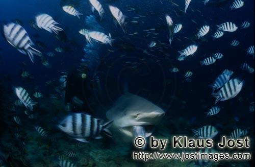 Bullenhai/Bull Shark/Carcharhinus leucas        Bullenhai mit Fischköder im Maul        Der Stie