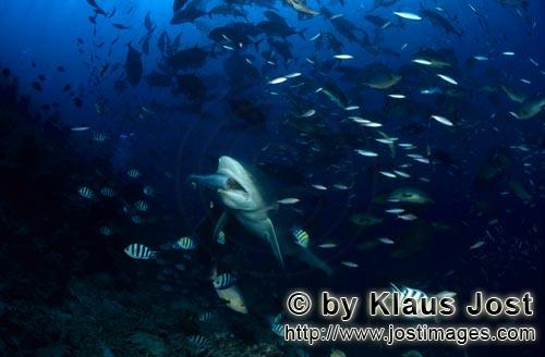 Bullenhai/Bull Shark/Carcharhinus leucas        Bullenhai mit Köderfisch        Um Informationen ü