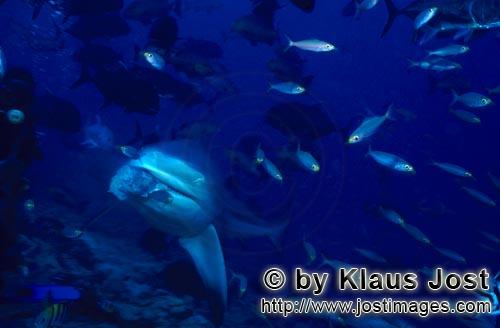 Bullenhai/Bull Shark/Carcharhinus leucas        Bullenhai hat den Fischköder erwischt         Der <
