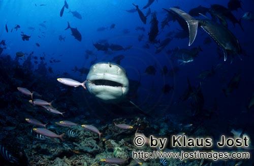 Bullenhai/Carcharhinus leucas        Blickfang Bullenhai        Der Stierhai oder gemeine Grundha