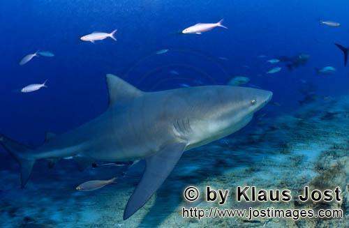 Bullenhai/Carcharhinus leucas        Bullenhai kommt aus blauer Tiefe        Der Stierhai oder ge