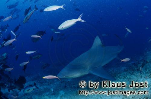 Bullenhai/Bull Shark/Carcharhinus leucas        Bullenhai schwimmt am Riff entlang        Der Sti