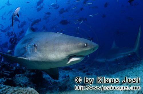 Bullenhai/Carcharhinus leucas        Abdrehender Bullenhai         Der Stierhai oder gemeine Grun