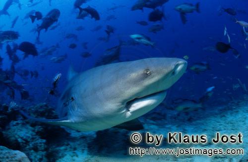 Bullenhai/Carcharhinus leucas        Ausducksstarker Bullenhai          Der Stierhai oder gemein