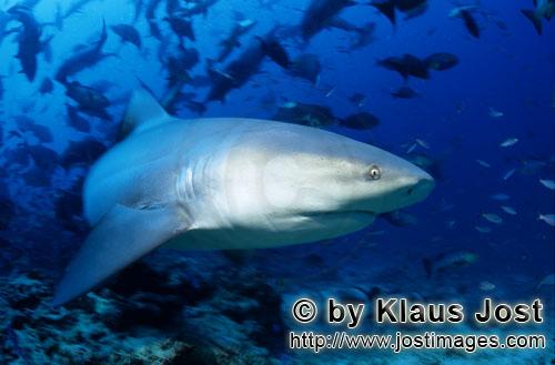 Bullenhai/Carcharhinus leucas        Bullenhai dicht am Riff         Der Stierhai oder gemeine Gr