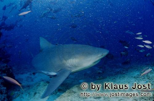 Bullenhai/Carcharhinus leucas        Bullenhai schwimmt am Riff entlang        Der Stierhai oder 
