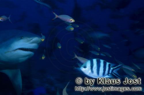 Bullenhai/Carcharhinus leucas        Großer Bullenhai begegnet kleinen Fischen        Der Stierh