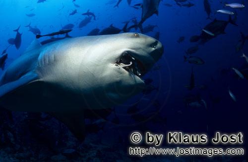 Bullenhai/Carcharhinus leucas        Grimmig schauender Bullenhai        Der Stierhai oder gemein