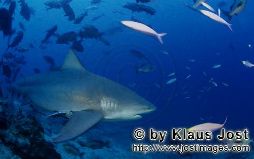 Bullenhai/Carcharhinus leucas        Bullenhai schwimmt ins offene Wasser        Der Stierhai ode