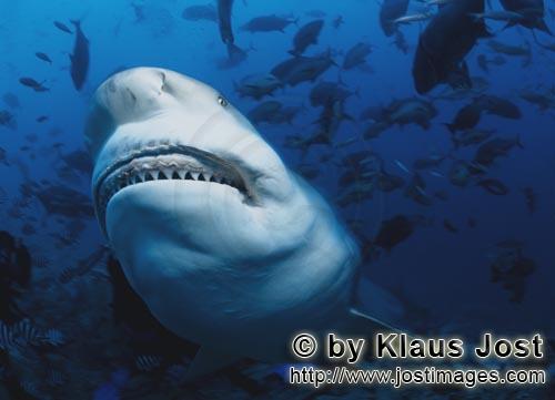 Bullenhai/Bull Shark/Carcharhinus leucas        Bullenhai zeigt seine Zähne        Der Stierhai 