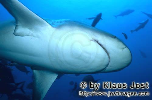 Bullenhai/Carcharhinus leucas        Bullenhai von unten        Der Stierhai oder gemeine Grundha
