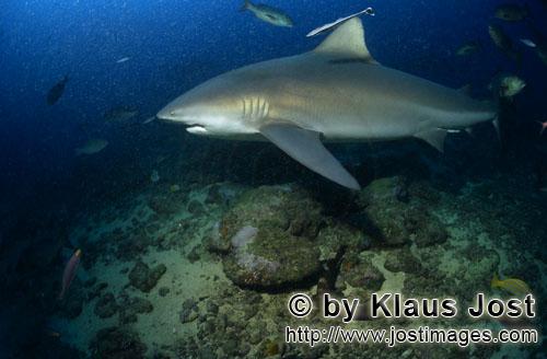 Bullenhai/Bull Shark/Carcharhinus leucas        Bullenhai schwimmt in Richtung offenes Meer        D