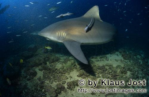 Bullenhai/Carcharhinus leucas        Bullenhai patrouilliert am Riff        Der Stierhai oder gem