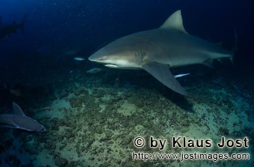 Bullenhai/Carcharhinus leucas        Bullenhai dicht über Geröllgrund         Der Stierhai oder