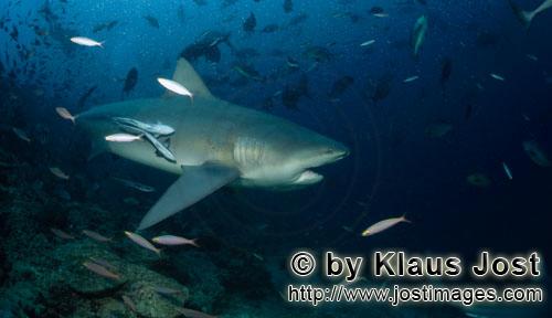 Bullenhai/Carcharhinus leucas        Bullenhai hat sein Maul leicht geöffnet        Der Stierhai