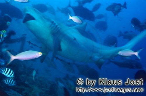 Bullenhai/Bull Shark/Carcharhinus leucas        Bullenhai in Fischkonzentration        Der Stierh