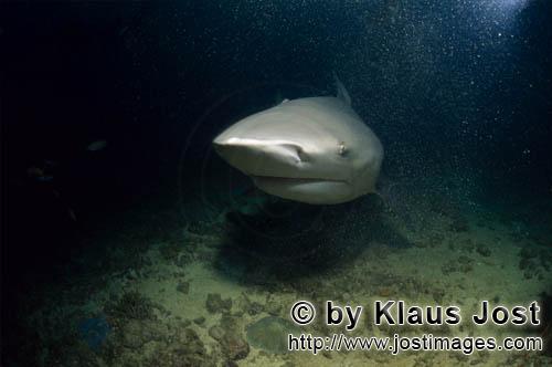 Bullenhai/Carcharhinus leucas        Markanter Bullenhai am Shark Reef        Der Stierhai oder g