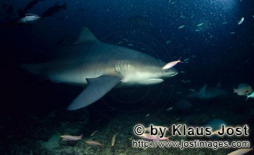 Bullenhai/Carcharhinus leucas        Patrouillierender Bullenhai am Riff        Der Stierhai oder