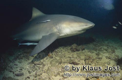 Bullenhai/Bull Shark/Carcharhinus leucas        Bullenhai mit Remoras         Der Stierhai oder g