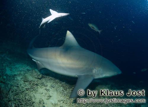 Bullenhai/Carcharhinus leucas        Bullenhai am Riff        Der Stierhai oder gemeine Grundhai<