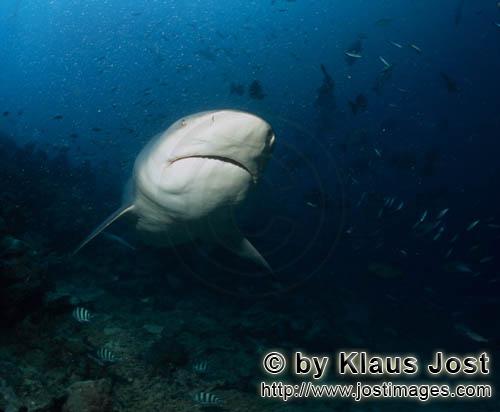Bullenhai/Carcharhinus leucas        Imponierender Bullenhai        Der Stierhai oder gemeine Gru