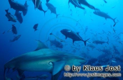 Bullenhai/Bull Shark/Carcharhinus leucas        Imposanter Bullenhai am Riff        Der Stierhai 