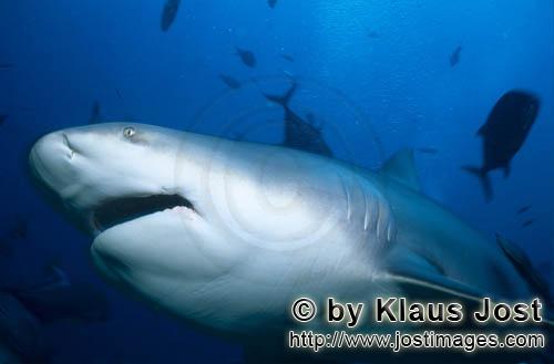 Bullenhai/Carcharhinus leucas        Interessierter Bullenhai        Der Stierhai oder gemeine Gr