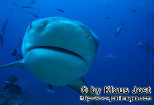 Bullenhai/Carcharhinus leucas        Bullenhai kommt frontal auf mich zu        Der Stierhai oder