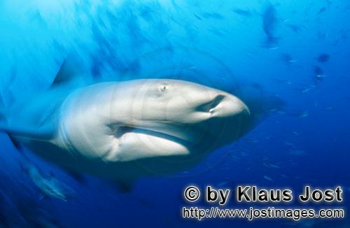 Bullenhai/Carcharhinus leucas        Imposantes Bullenhai Porträt        Der Stierhai oder gemei