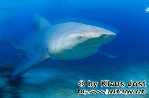 Bullenhai/Carcharhinus leucas        Geheimnisvoller Bullenhai        Der Stierhai oder gemeine G