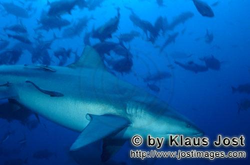 Bullenhai/Carcharhinus leucas        Großer Bullenhai auf dem Weg zum Riff        Der Stierhai o