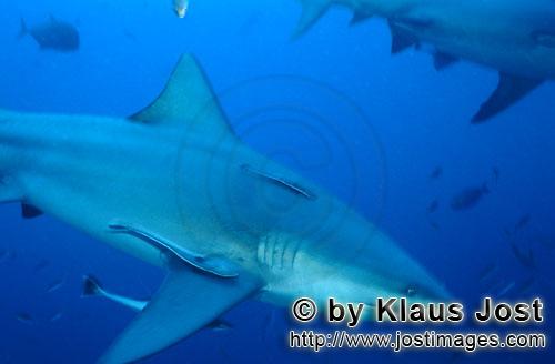 Bullenhai/Carcharhinus leucas        Bullenhai gleitet durch das blaue Wasser        Der Stierhai