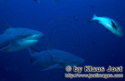Bullenhai/Carcharhinus leucas        Zwei Bullenhaie und ein Doppelfeck-Schnapper        Der Stie